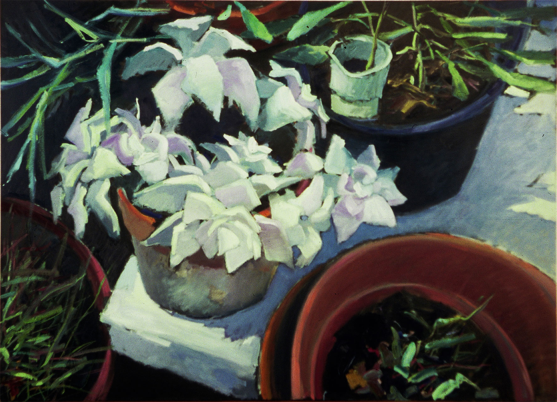 Piante grasse, cm 120x130, olio su tavola, 1999